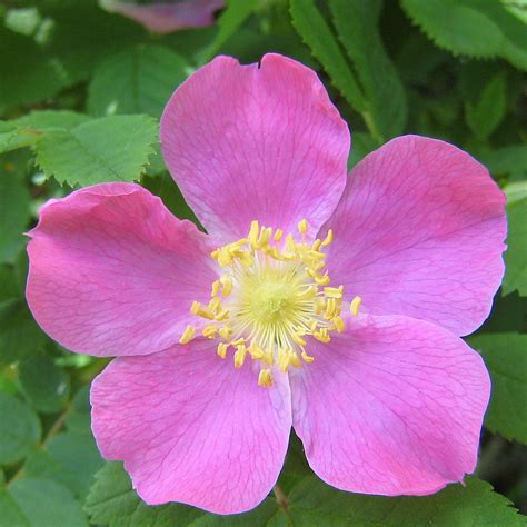 Wild Rose The Wild Rose Is Albertas Provincial Flower Ph Flickr