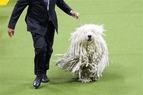 A ‘pbgv Wins Westminster Dog Show A First For The Breed Wtop News