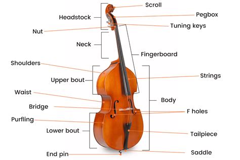 The Different Parts Of A Double Bass Anatomy And Structure