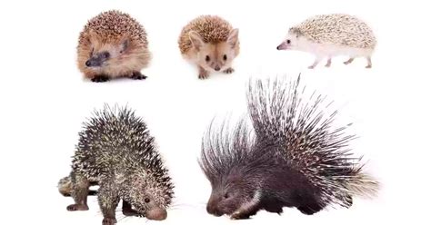 What Is The Difference Between A Hedgehog And A Porcupine