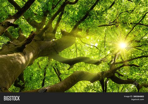 Green Beautiful Canopy Image And Photo Free Trial Bigstock