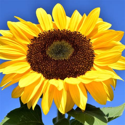 Sunflower Giant Single The Nunhead Gardener