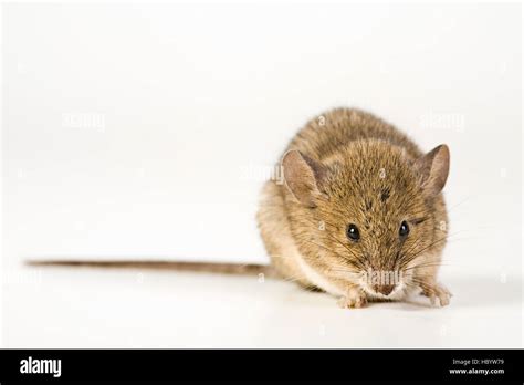 House Mouse Mus Musculus Stock Photo Alamy