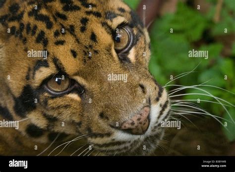 Formosan Clouded Leopard Extinct