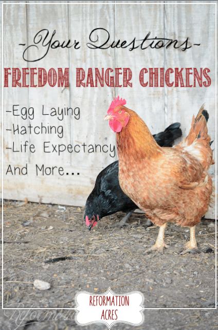 Freedom Ranger Project Update Year 2 Reformation Acres