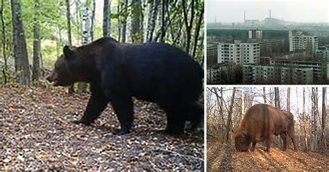 Chernobyl Exclusion Zone Wildlife