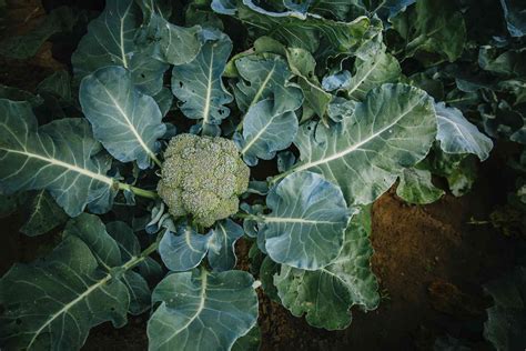 The 4 Broccoli Plant Growing Stages With Pictures