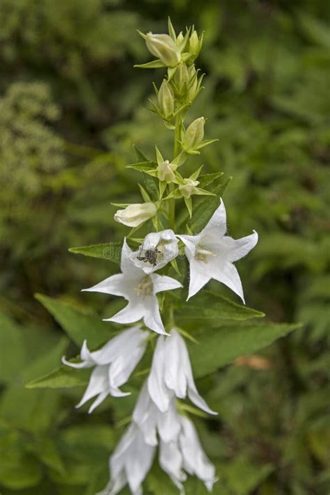 Campanula Latifolia White Bell Flower Stock Photo Image Of Flourish