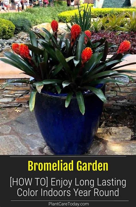 Bromeliad Garden How To Enjoy Long Lasting Color Indoors Year Round