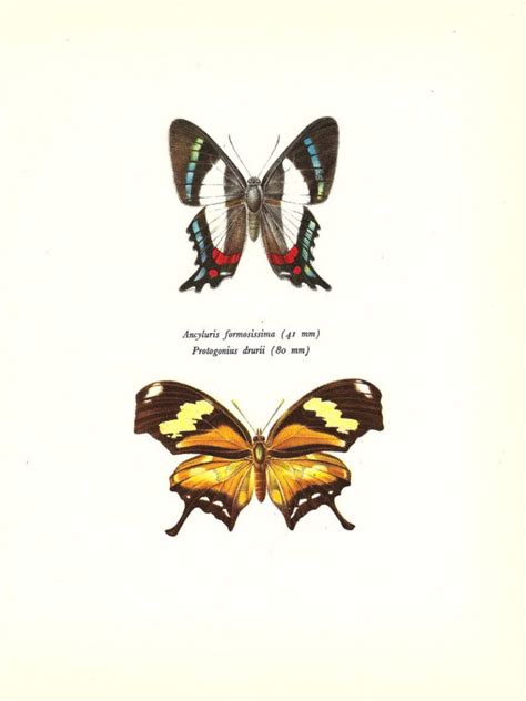 Butterfly Print Art Original 1965 Book Plate 44 Beautiful Etsy