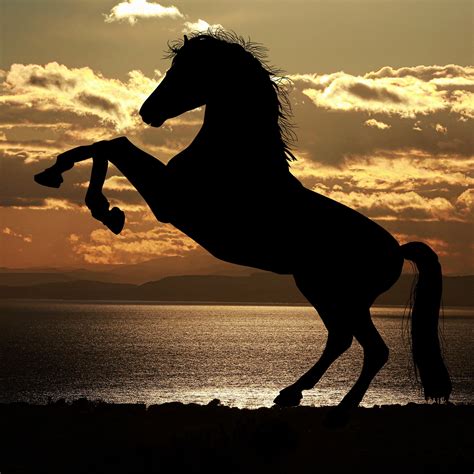Horse Silhouette At Sunset 4k Wallpapers Hd Wallpapers