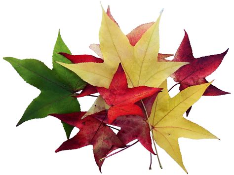1920x1080 Wallpaper Red Yellow And Green Maple Leaf Peakpx