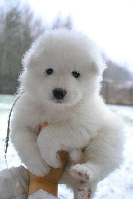 Puppy Dog Or Baby Bear Too Cute Adorable Dogs