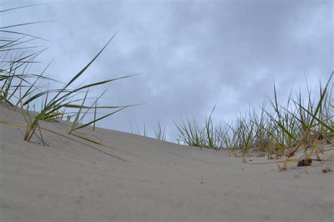 Kostenlose Foto Strand Meer Küste Baum Natur Gras Sand Himmel