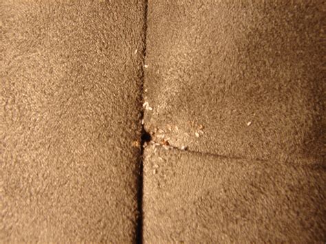 Some fast bed bug facts… what do bed bugs look like? Bed Bug Eggs in Furniture | Bed Bugs
