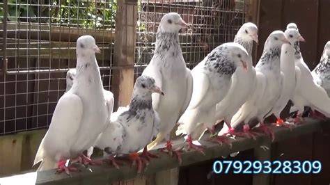 Pakistani Pigeons Youtube