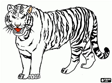 Dessins De Coloriage Tigre Imprimer