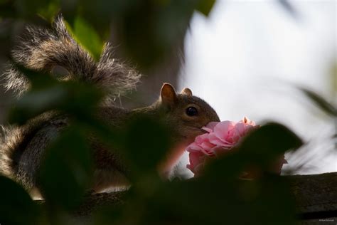 Squirrels Eat Flowers The First Time Ive Ever Seen A Squ Flickr