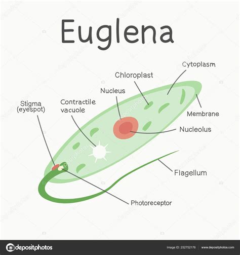 Euglena Structure Microorganism Vector Graphics Stock Vector Image By