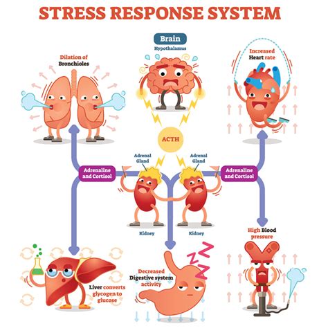 Stress And Its Effects On The Body Summerville Physicians