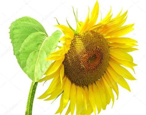 Sunflower Flower Isolated — Stock Photo © Liliya 1621506