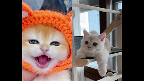 Cute Kittens Doing Funny Things 🥰 Cute Kittens In The World 2021 🥰