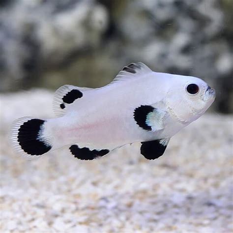 Maybe you would like to learn more about one of these? Snow Storm Clownfish, Captive-Bred ORA® - Frags 2 Fishes ...
