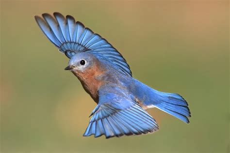 Male Eastern Bluebird In Flight Stock Photo Download Image Now Istock