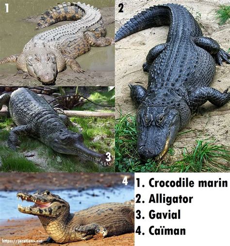 Différence Entre Un Crocodile Un Alligator Un Caïman Et Un Gavial