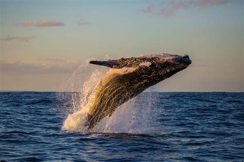 The Unique Qualities Of Humpback Whales