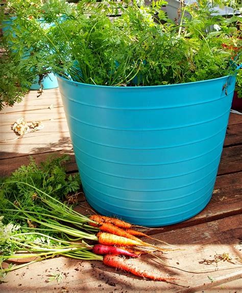 Growing Carrots In Containers How To Grow Carrots In Pots