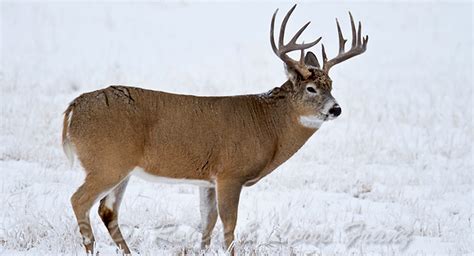 Saskatchewan Whitetail Deer Snow Cooks Outfitting Hunting