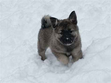 Norwegian Elkhound Puppies Rescue Pictures