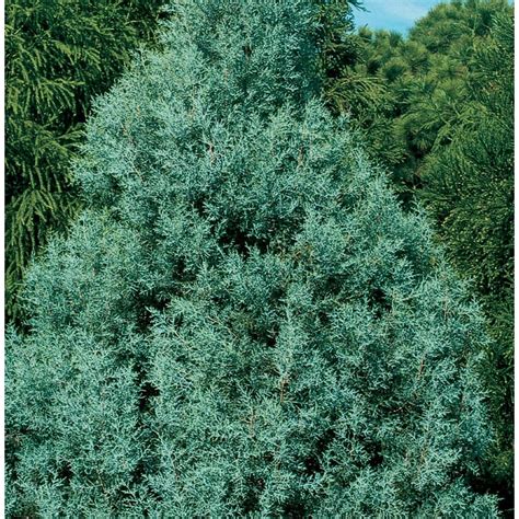 325 Gallon Carolina Sapphire Cypress Screening Tree L7632 At