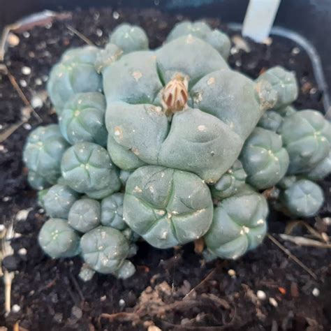 Buying succulents can be a lot of fun, but depending on where you live it can be hard to find them. Buy Peyote Cactus Online - Peyote Cactus