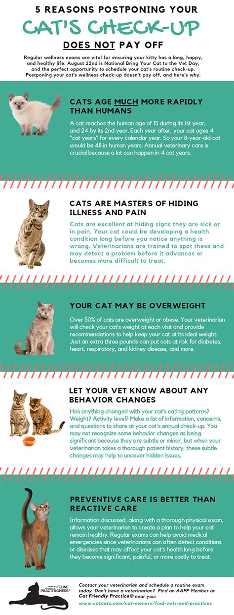 Importance Of Routine Veterinary Care For Your Cat Cat Friendly Homes