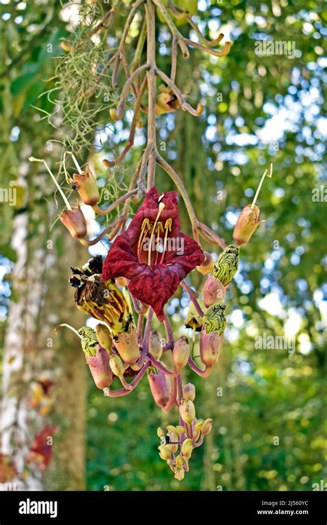 Sausage Tree Flowers Hi Res Stock Photography And Images Alamy