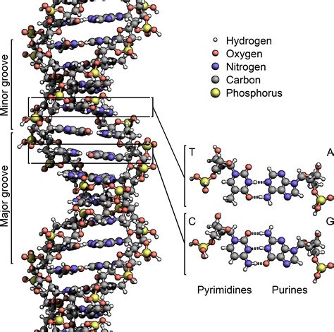 File DNA Structure Key Labelled Pn NoBB Png Wikipedia