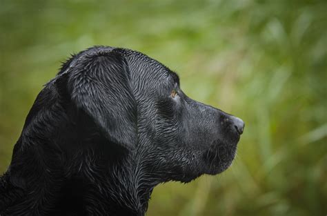 Free Images Puppy Black Vertebrate Labrador Retriever Kind Flat