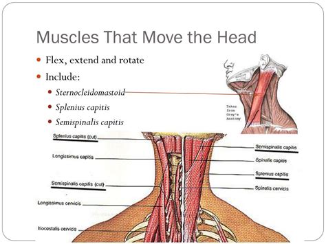 Ppt Muscles Continued Powerpoint Presentation Free Download Id6861965