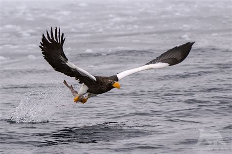 Wild Hokkaido Fascination Wildlife