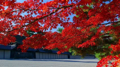 Red Leaves Tree Wallpapers High Quality Download Free