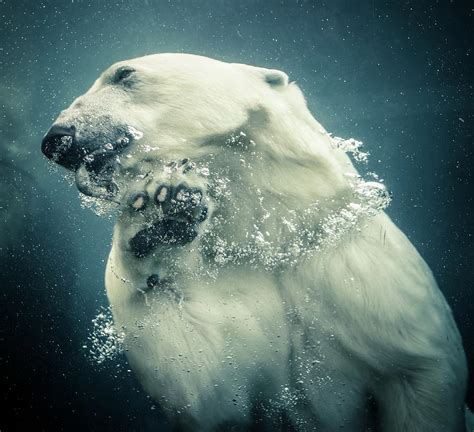 Polar Bear Swimming By Lise Ulrich Fine Art Photography