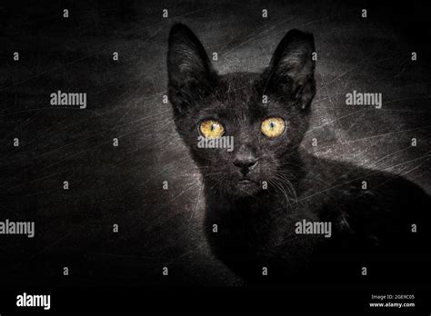 Black Ebony Cat The Most Mysterious Magical Cat In The World Stock