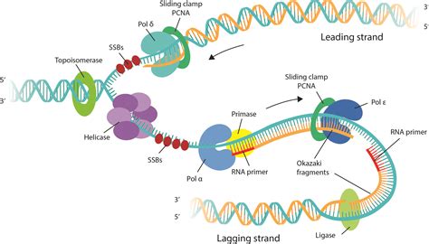 What Acts As The Template In Dna Replication