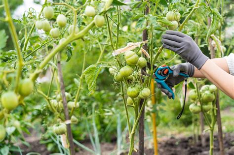 How Often Should You Prune Your Tomato Plants
