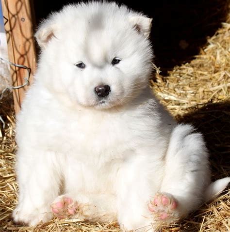 Difference Between Malamutes And Huskies Nice Pose Of Beautiful White