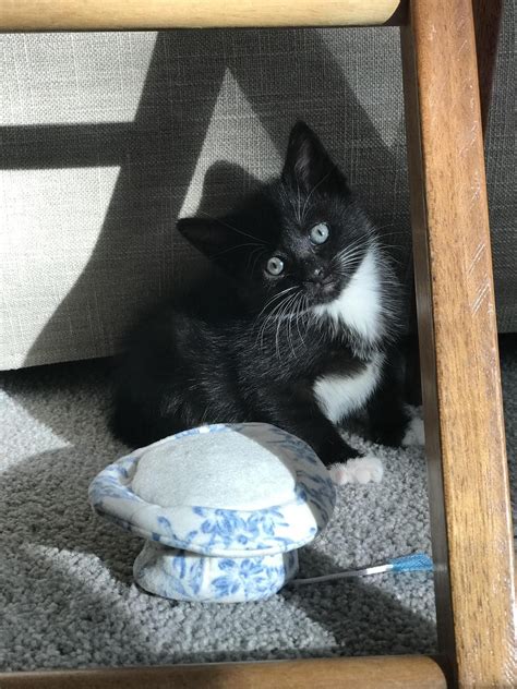 View all cats & kittens for adoption and sort by closest to you so you can find the perfect kitty quickly. cute baby kittens for adoption | Kittens cutest, Baby ...