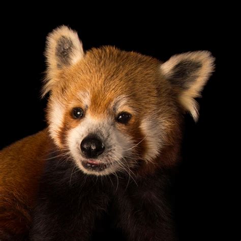Red Panda National Geographic