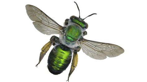 Green Burrowing Bee Western Australian Museum